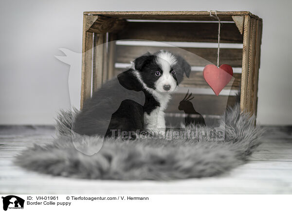 Border Collie Welpe / Border Collie puppy / VH-01961