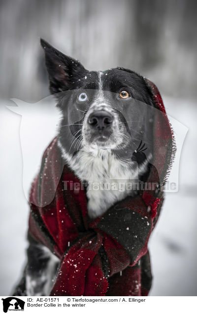 Border Collie im Winter / Border Collie in the winter / AE-01571