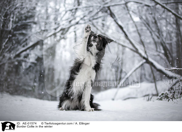 Border Collie im Winter / Border Collie in the winter / AE-01574