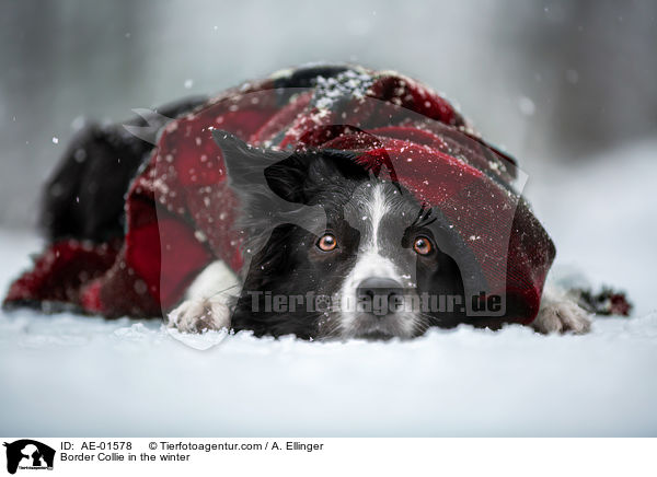 Border Collie im Winter / Border Collie in the winter / AE-01578