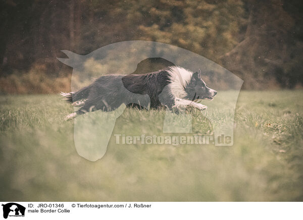 Border Collie Rde / male Border Collie / JRO-01346