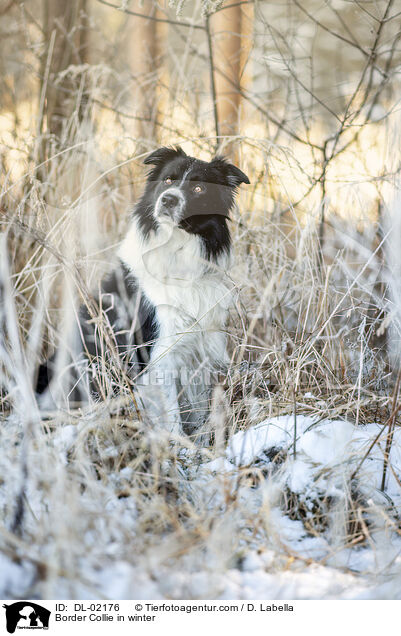 Border Collie im Winter / Border Collie in winter / DL-02176