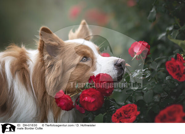 Border Collie Rde / male Border Collie / DH-01630