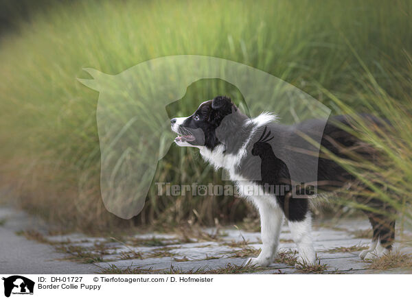 Border Collie Welpe / Border Collie Puppy / DH-01727