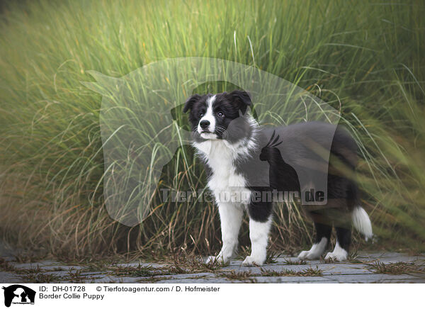 Border Collie Welpe / Border Collie Puppy / DH-01728