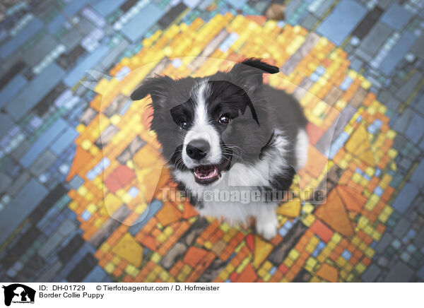 Border Collie Welpe / Border Collie Puppy / DH-01729