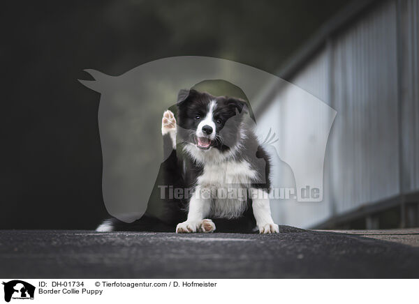Border Collie Welpe / Border Collie Puppy / DH-01734