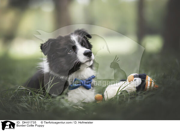 Border Collie Welpe / Border Collie Puppy / DH-01735