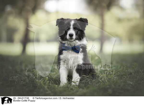 Border Collie Puppy / DH-01736