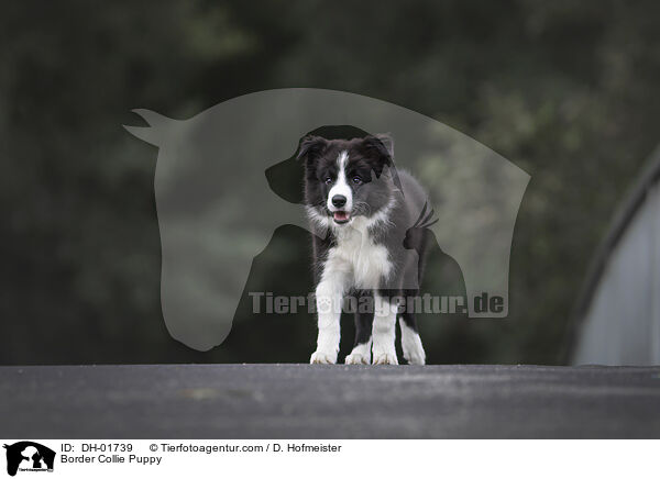 Border Collie Welpe / Border Collie Puppy / DH-01739