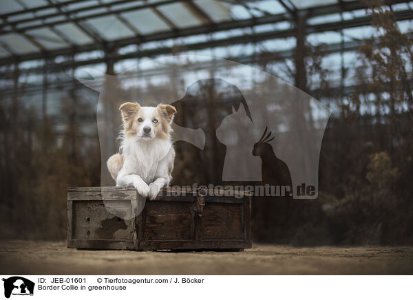 Border Collie im Gewchshaus / Border Collie in greenhouse / JEB-01601