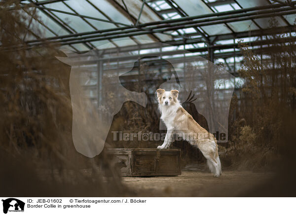 Border Collie im Gewchshaus / Border Collie in greenhouse / JEB-01602