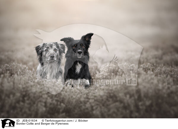 Border Collie and Berger de Pyrenees / JEB-01634