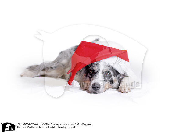 Border Collie vor weiem Hintergrund / Border Collie in front of white background / MW-26744