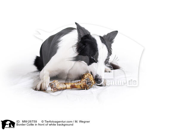 Border Collie in front of white background / MW-26759