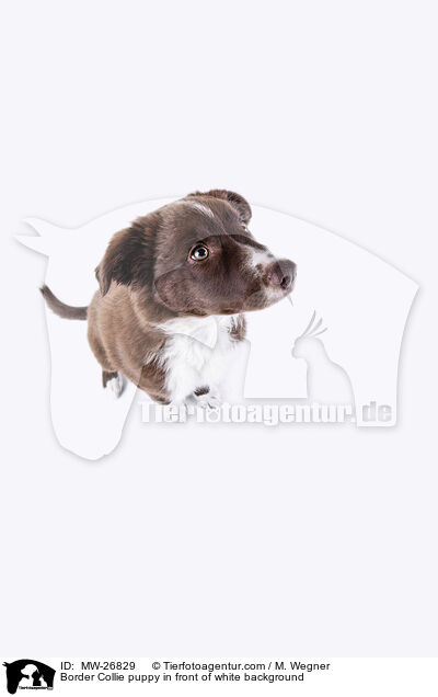 Border Collie Welpe vor weiem Hintergrund / Border Collie puppy in front of white background / MW-26829