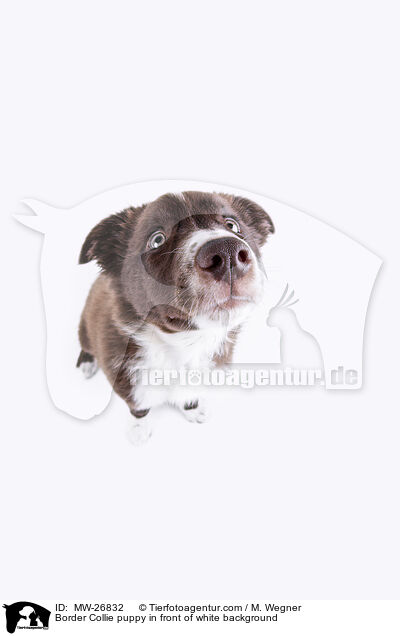 Border Collie puppy in front of white background / MW-26832