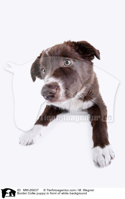 Border Collie Welpe vor weiem Hintergrund / Border Collie puppy in front of white background / MW-26837