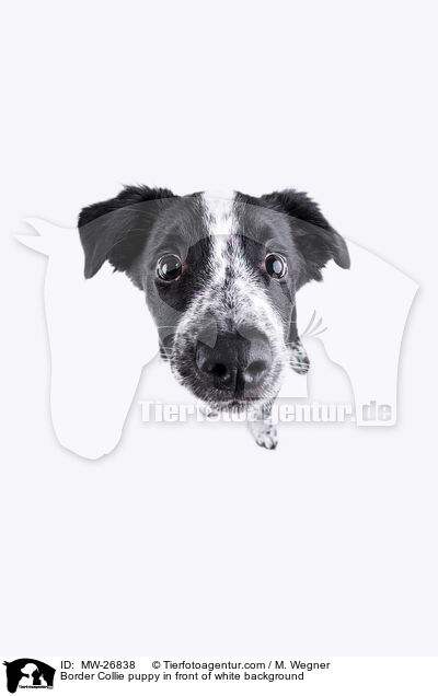 Border Collie puppy in front of white background / MW-26838