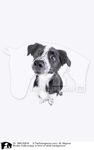 Border Collie Welpe auf weiem Hintergrund / Border Collie puppy in front of white background / MW-26839