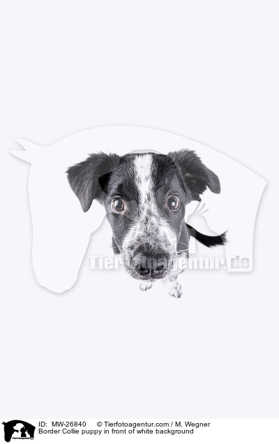 Border Collie Welpe auf weiem Hintergrund / Border Collie puppy in front of white background / MW-26840