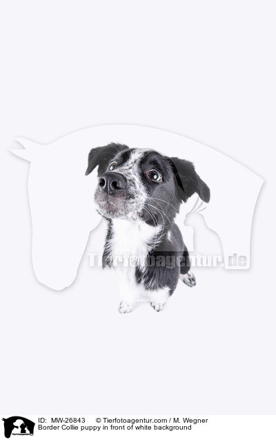 Border Collie Welpe auf weiem Hintergrund / Border Collie puppy in front of white background / MW-26843