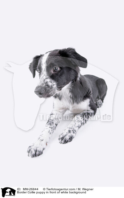 Border Collie puppy in front of white background / MW-26844