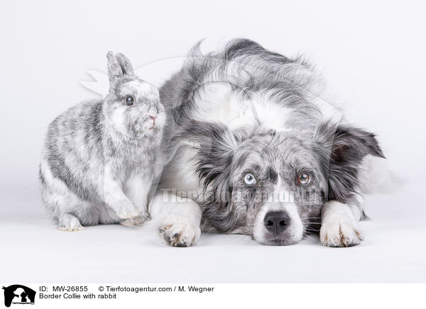 Border Collie with rabbit / MW-26855