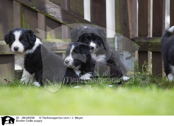 Border Collie Welpe / Border Collie puppy / JM-08096