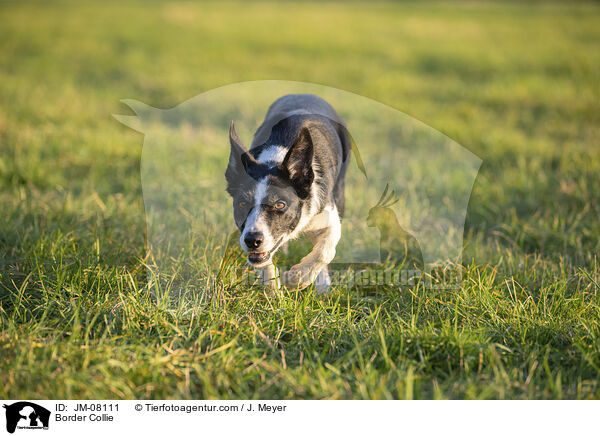 Border Collie / Border Collie / JM-08111