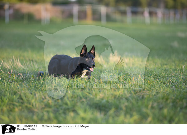 Border Collie / Border Collie / JM-08117