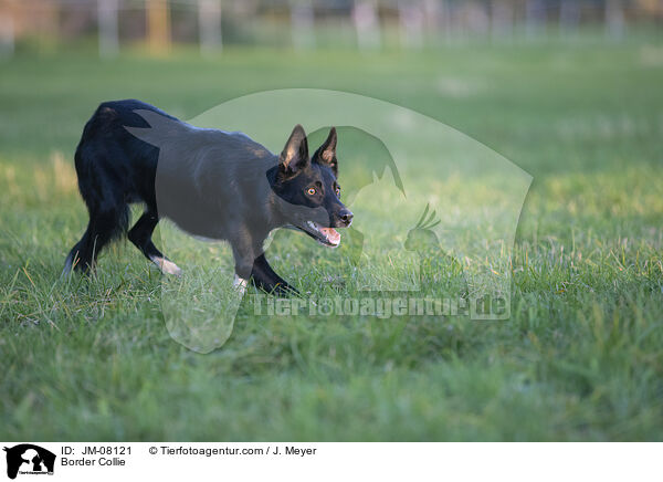 Border Collie / Border Collie / JM-08121