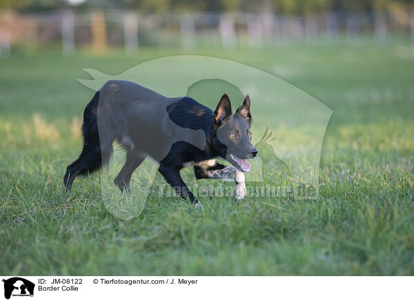 Border Collie / Border Collie / JM-08122