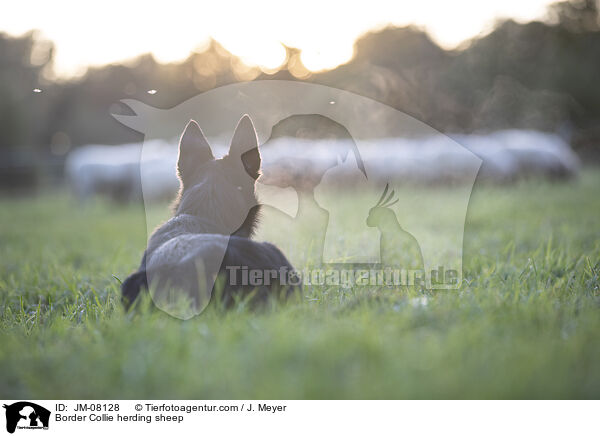 Border Collie htet Schafe / Border Collie herding sheep / JM-08128