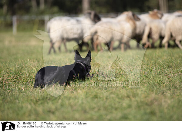 Border collie herding flock of sheep / JM-08136