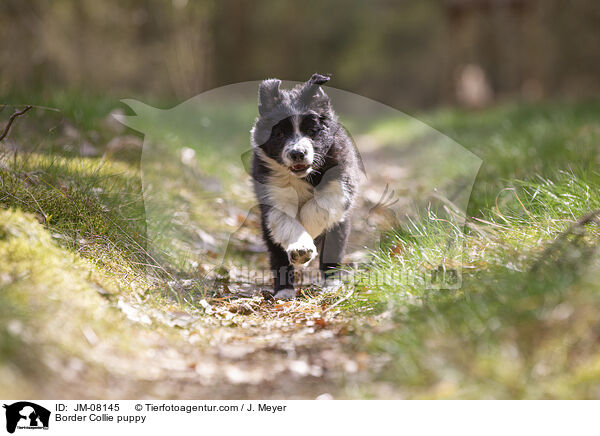 Border Collie Welpe / Border Collie puppy / JM-08145