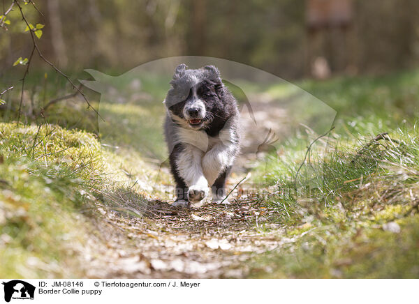 Border Collie Welpe / Border Collie puppy / JM-08146