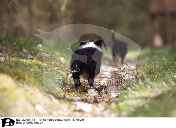 Border Collie Welpe / Border Collie puppy / JM-08148