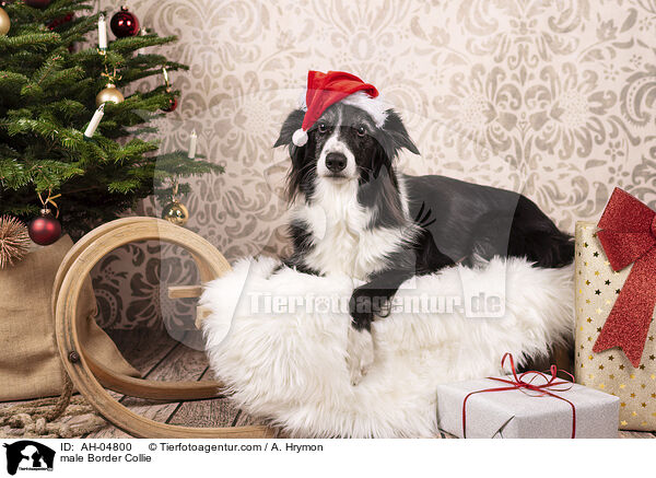 Border Collie Rde / male Border Collie / AH-04800