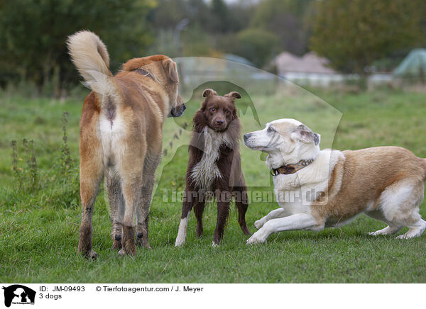 3 Hunde / 3 dogs / JM-09493