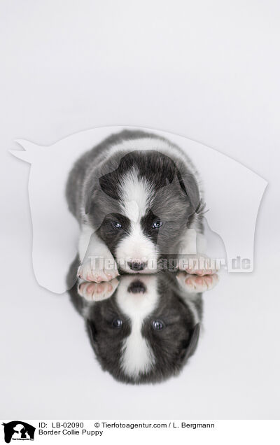 Border Collie Welpe / Border Collie Puppy / LB-02090