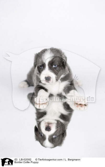 Border Collie Welpe / Border Collie Puppy / LB-02092