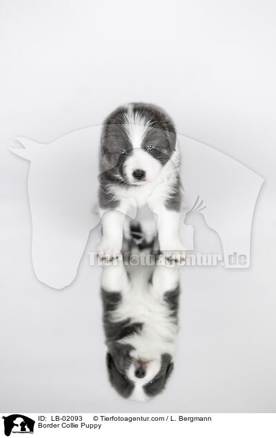 Border Collie Welpe / Border Collie Puppy / LB-02093