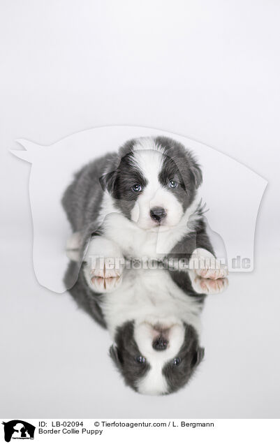 Border Collie Welpe / Border Collie Puppy / LB-02094