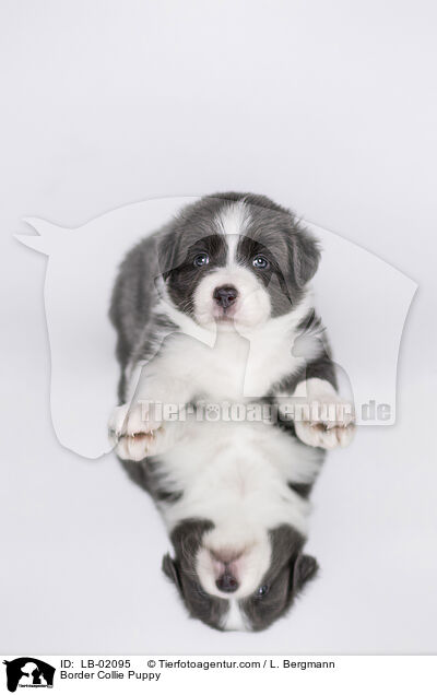 Border Collie Welpe / Border Collie Puppy / LB-02095