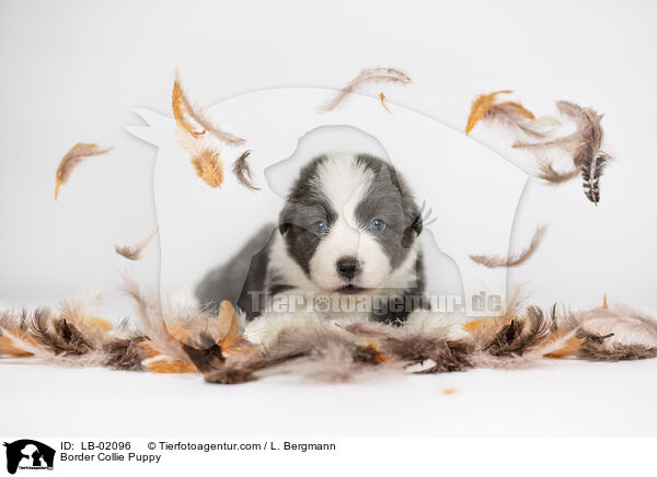 Border Collie Welpe / Border Collie Puppy / LB-02096