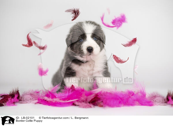 Border Collie Welpe / Border Collie Puppy / LB-02101