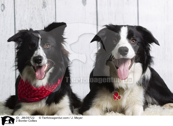 2 Border Collies / 2 Border Collies / JM-09722