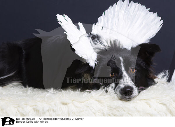 Border Collie with wings / JM-09725