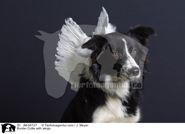 Border Collie with wings / JM-09727